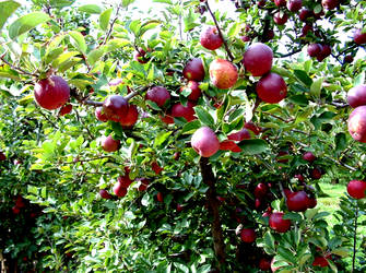 Apple Tree