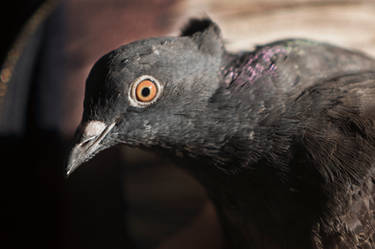 A Young Indian Fantail's Eye