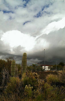 Desert Landscape