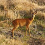 Roe deer