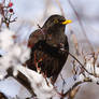 Common Blackbird