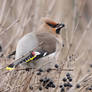 Common Waxwing