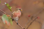 The Common Redpoll by CyprianMielczarek