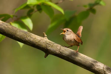 Northern Wren