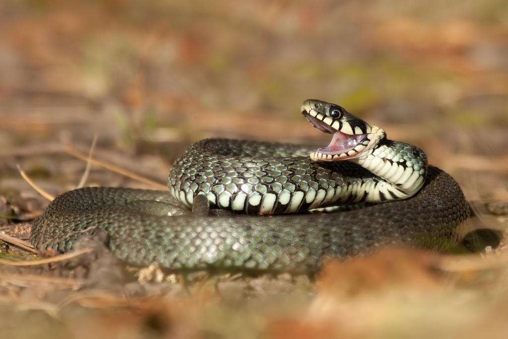 Grass snake by CyprianMielczarek