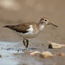 Common sandpiper