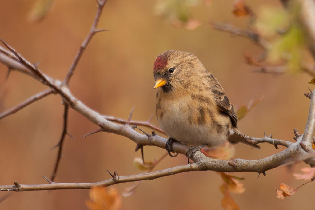 Common Redpoll by CyprianMielczarek