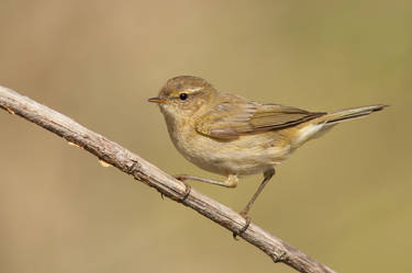 Common Chiffchaff