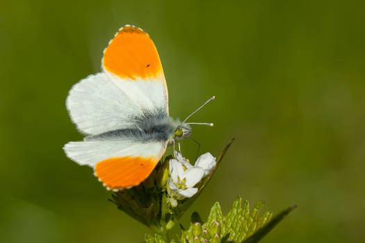 Orange tip