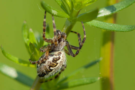 Oak spider - Aculepeira ceropegia