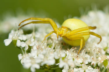 Crab Spiders - Misumena vatia