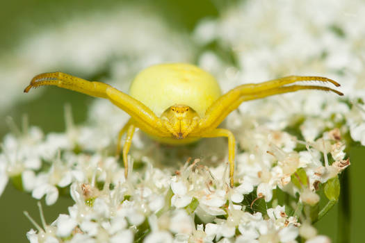 Crab Spiders - Misumena vatia