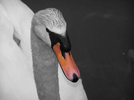 Swan 2