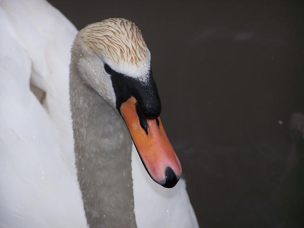 Swan