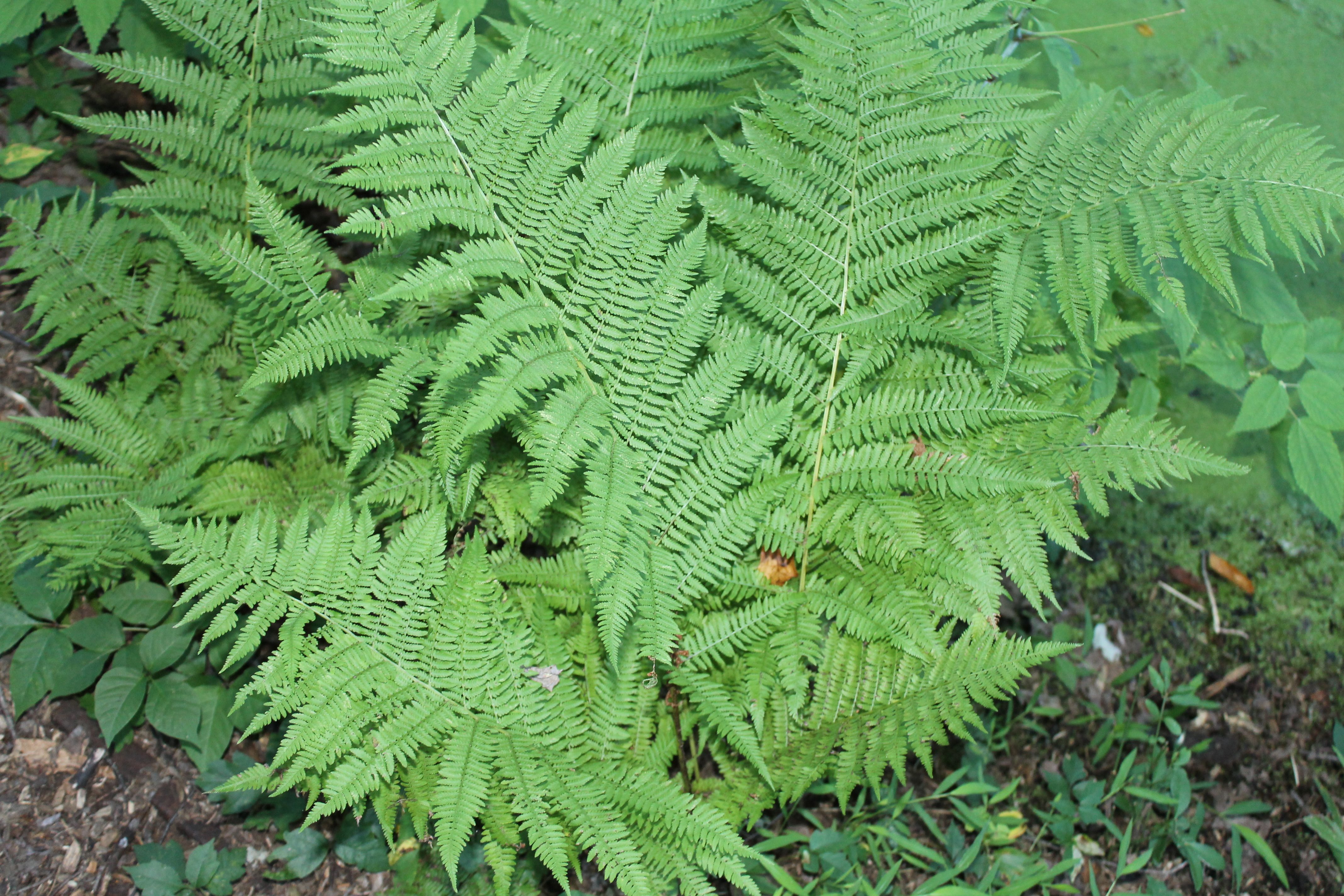 Swamp Fern