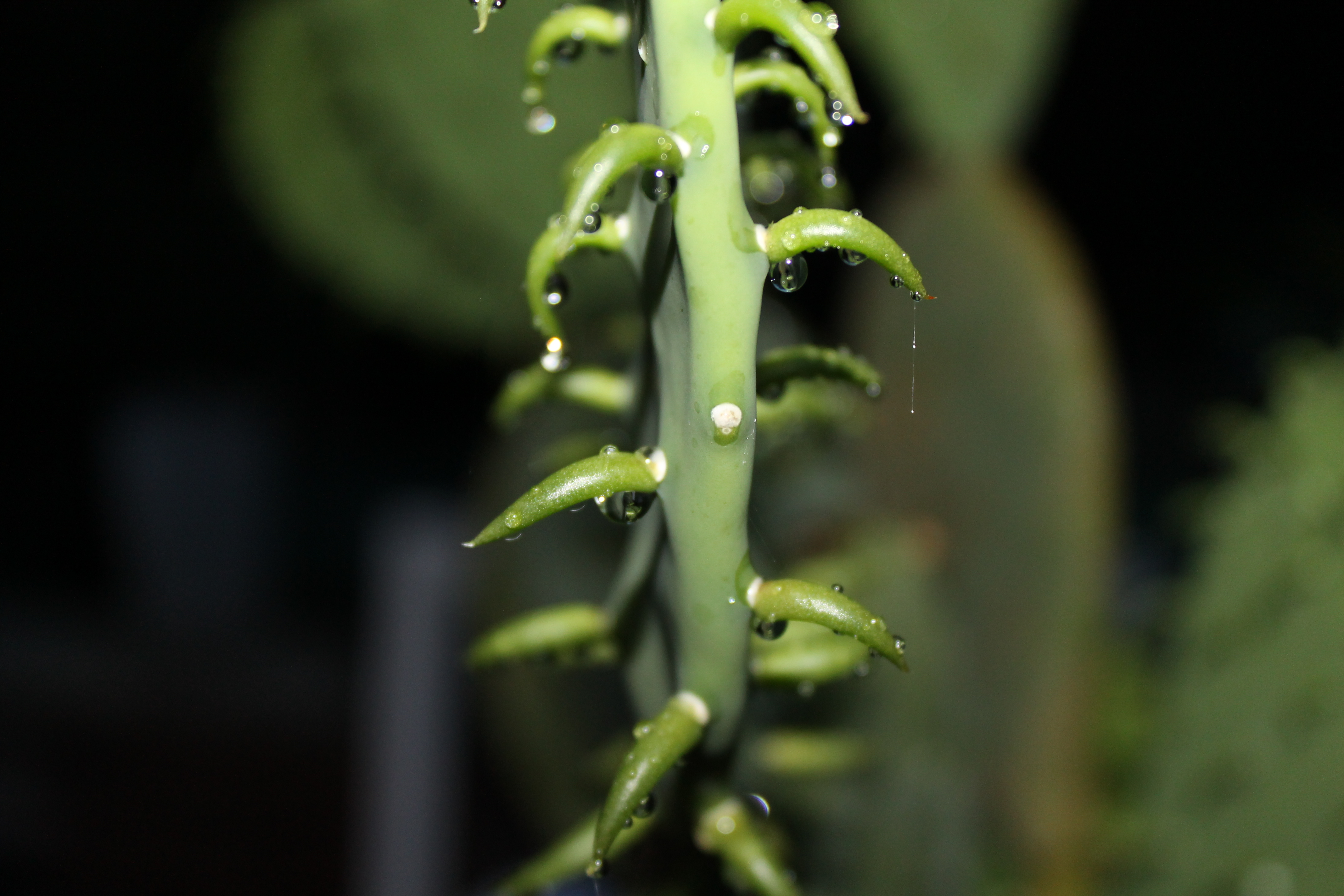 Wet cactus