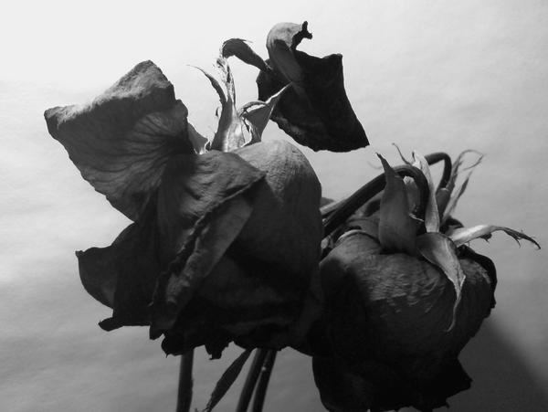 Dead Roses by Corsair13 on DeviantArt