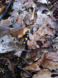 Salamander in the mountains