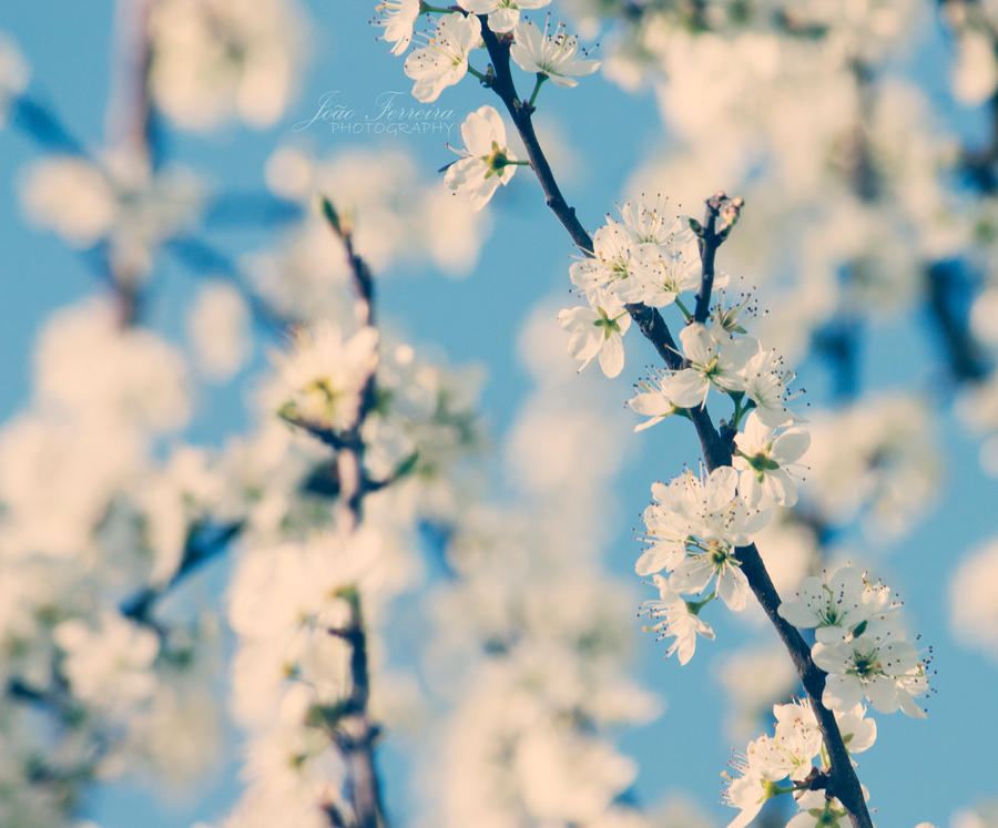 White beauty