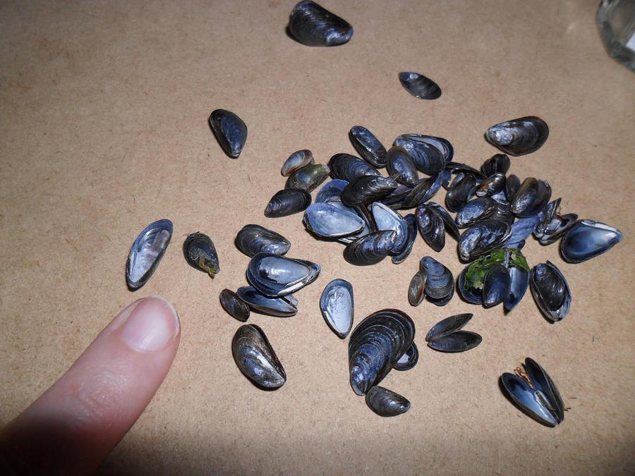 Flat Musselshell Real Mini Mussel Shells by kayanah on DeviantArt