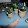 Miniature Flowers in Pots