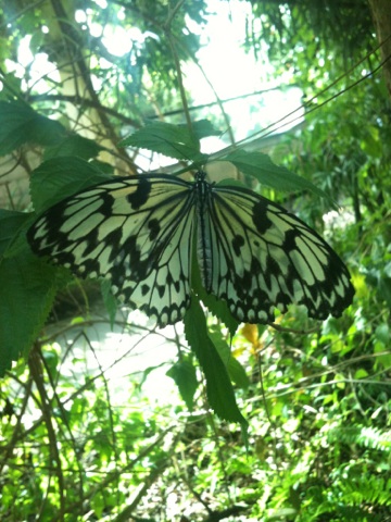 Giant white Butterfly