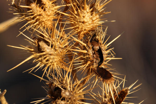 Buffalo burr by paradoxrunt on DeviantArt