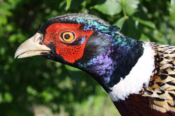Pheasant Ransom pheasant2 by paradoxrunt on DeviantArt