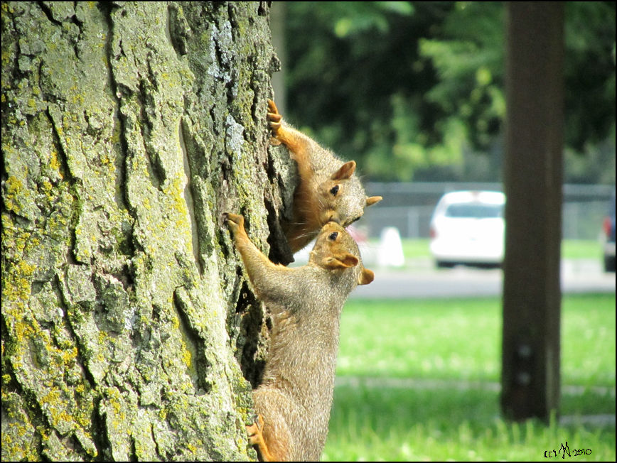 Squirrel Dating