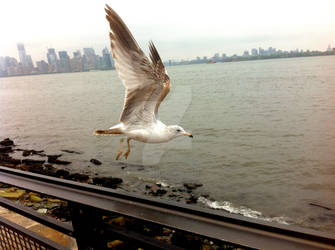 Seagulls of Staten Island