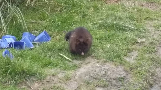 a new zealand opossum or possum