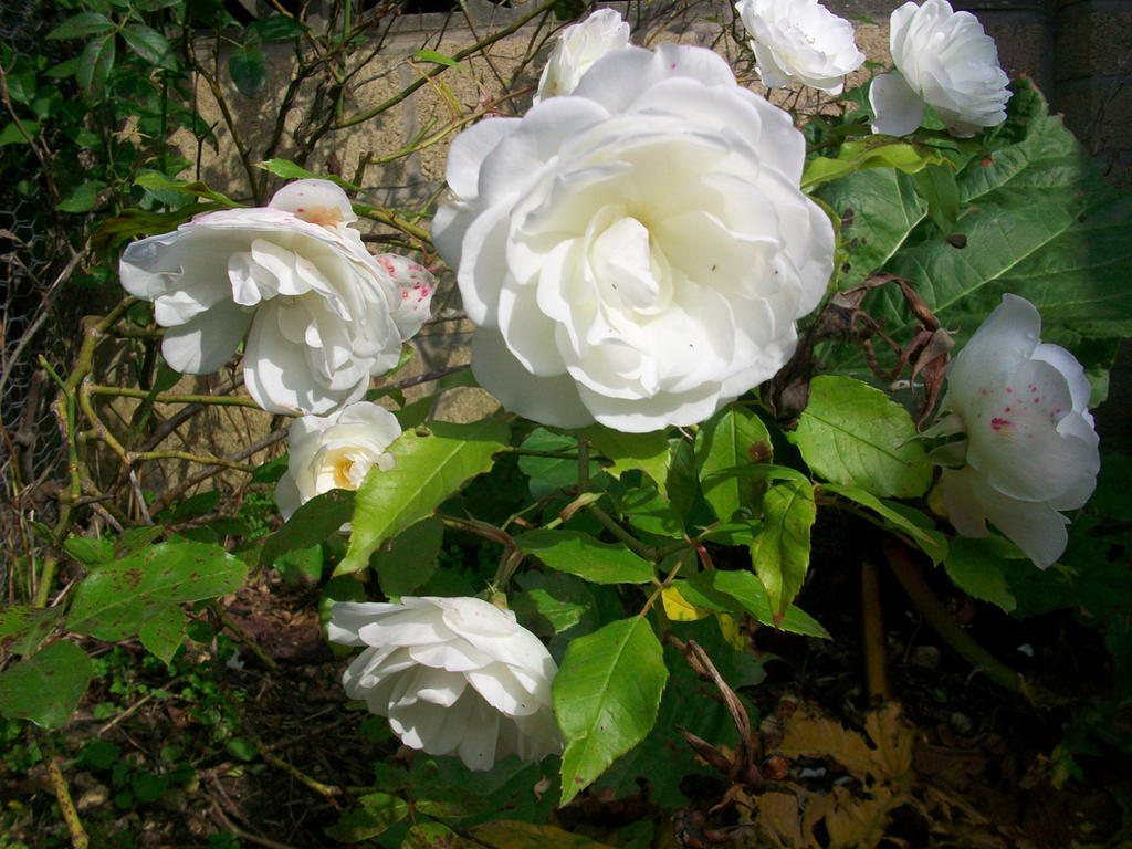 Subtle White Roses Subtle white rose by LeanneMMD on DeviantArt