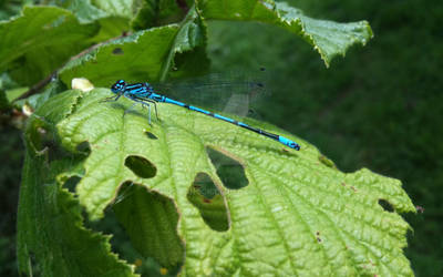 Common Blue damselfly