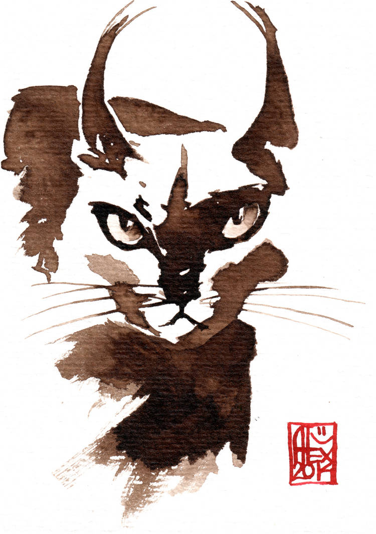 Alexillustrate Caracal by alex-illustrateur on DeviantArt