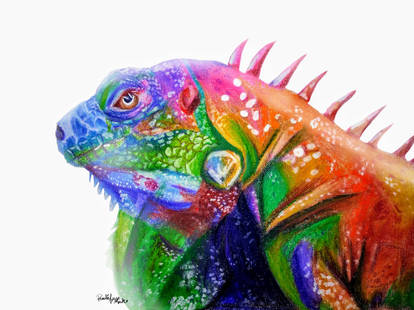 Iguana Canvas Drawing