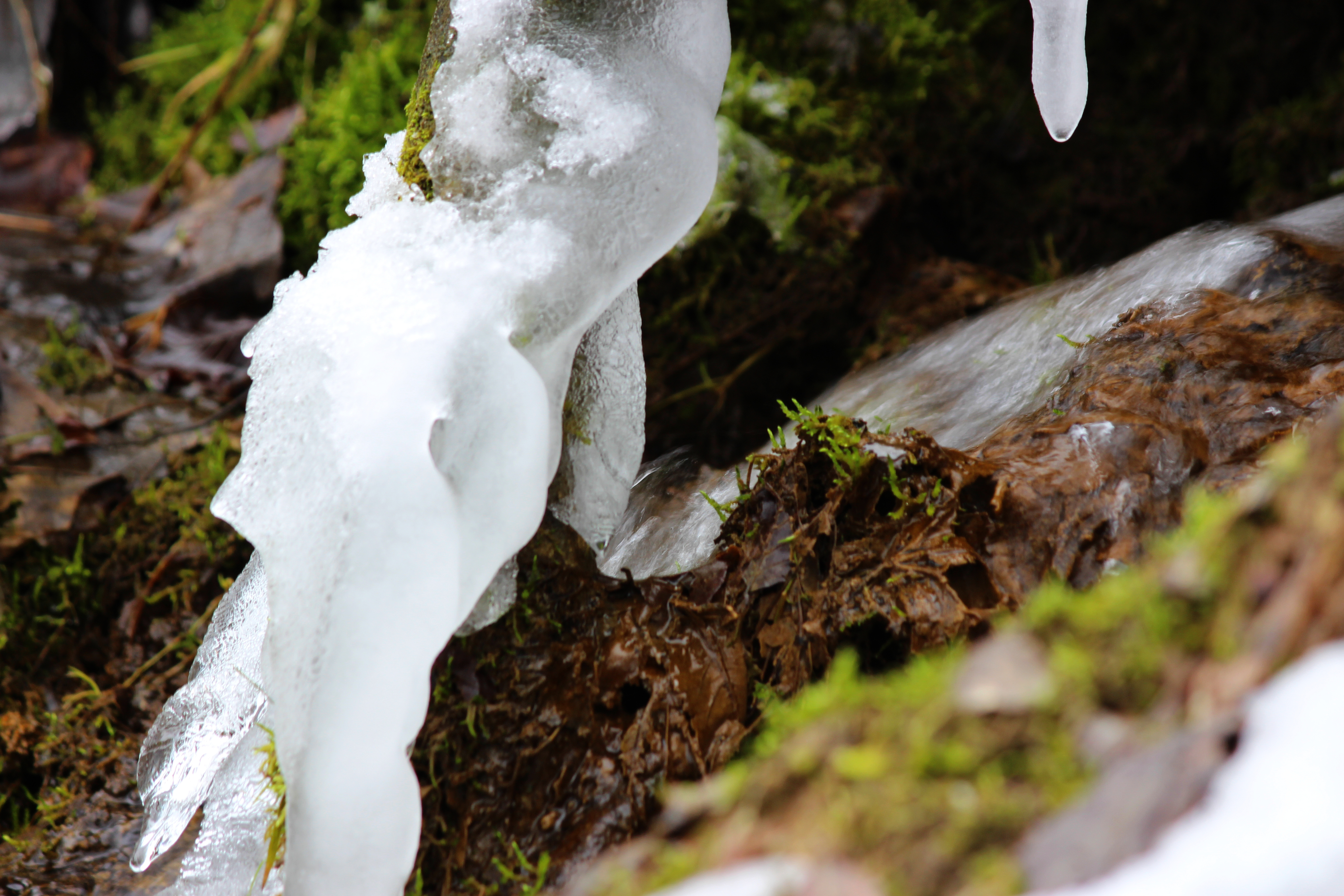 small creek III (macro)