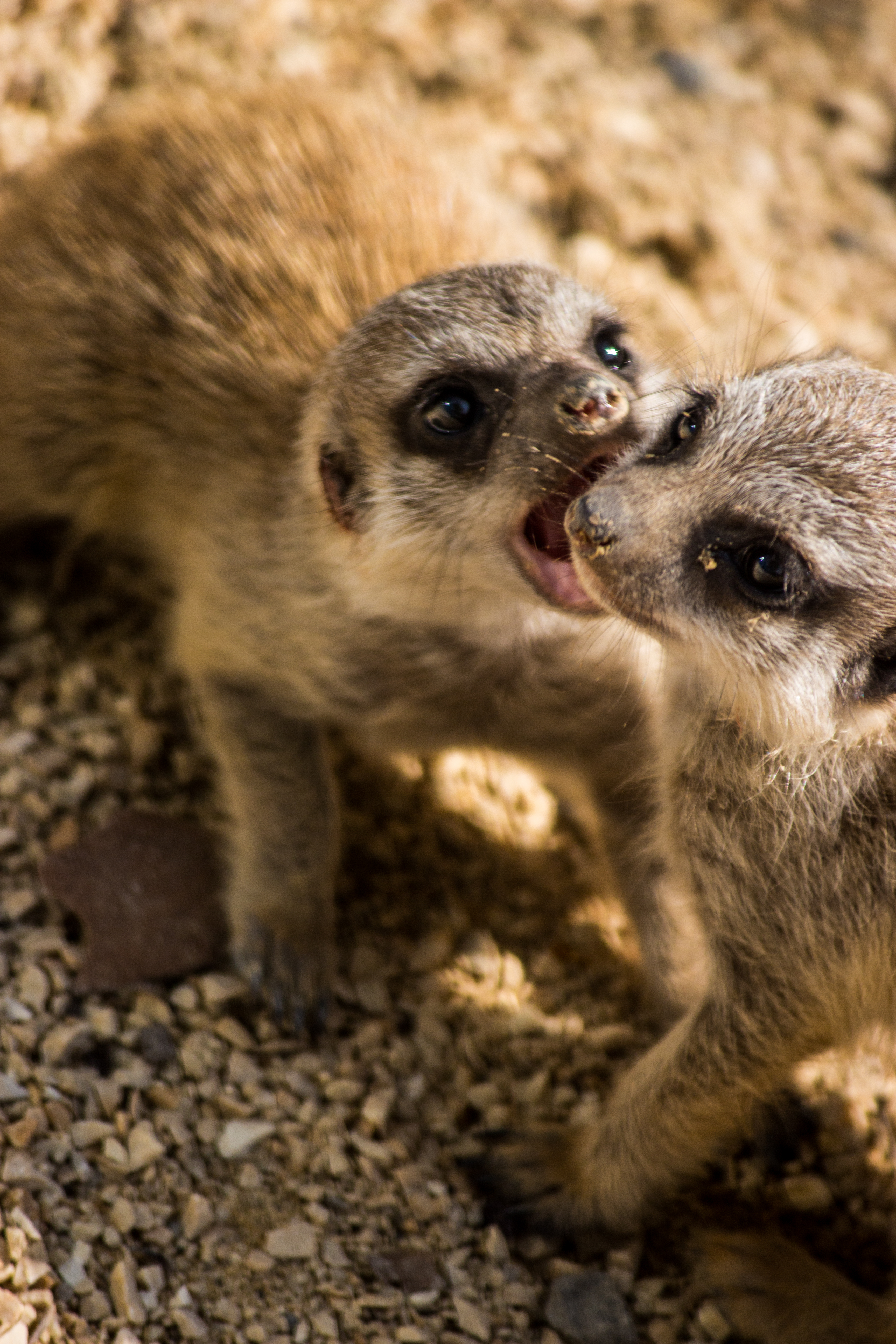 Meerkats