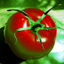 Tomato