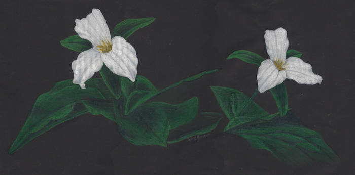 White Trillium