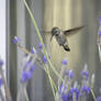 hummingbird in lavender-5