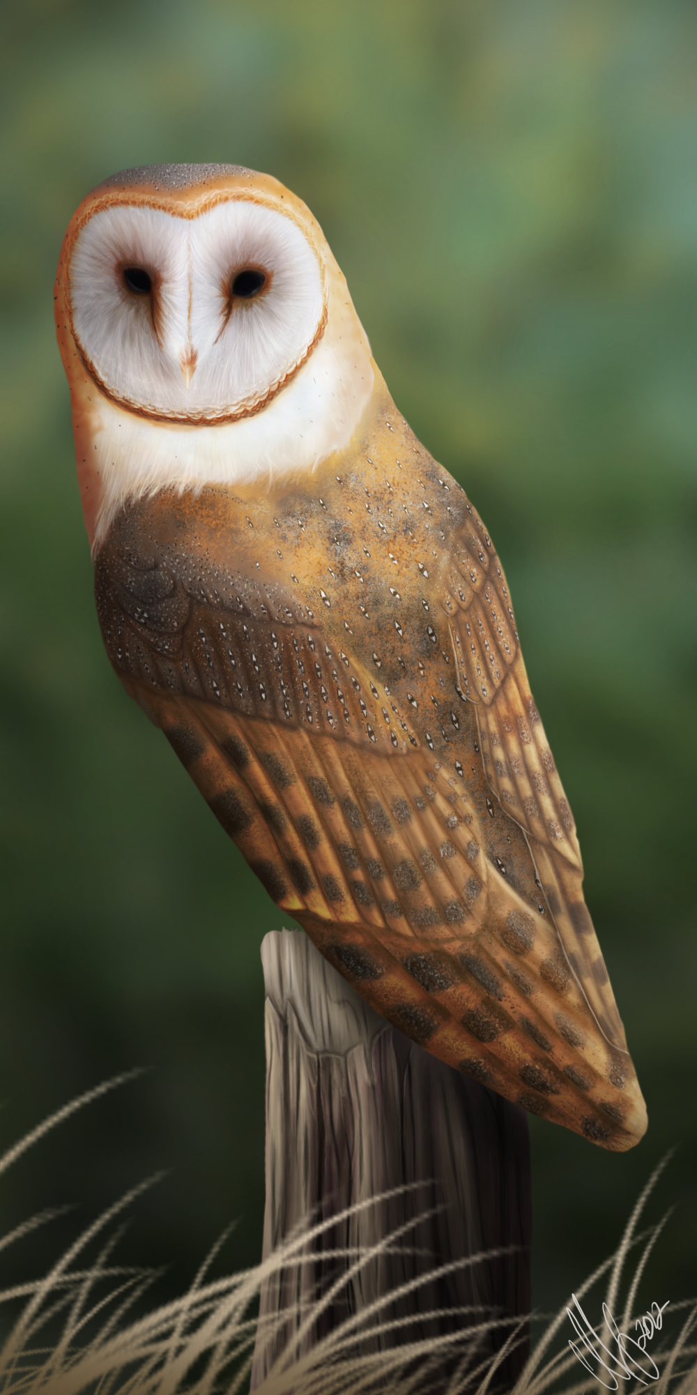 Barn Owl