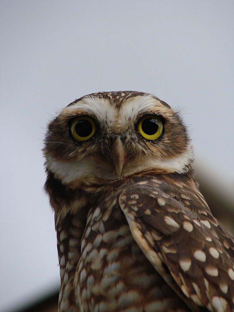 Pets: Owl