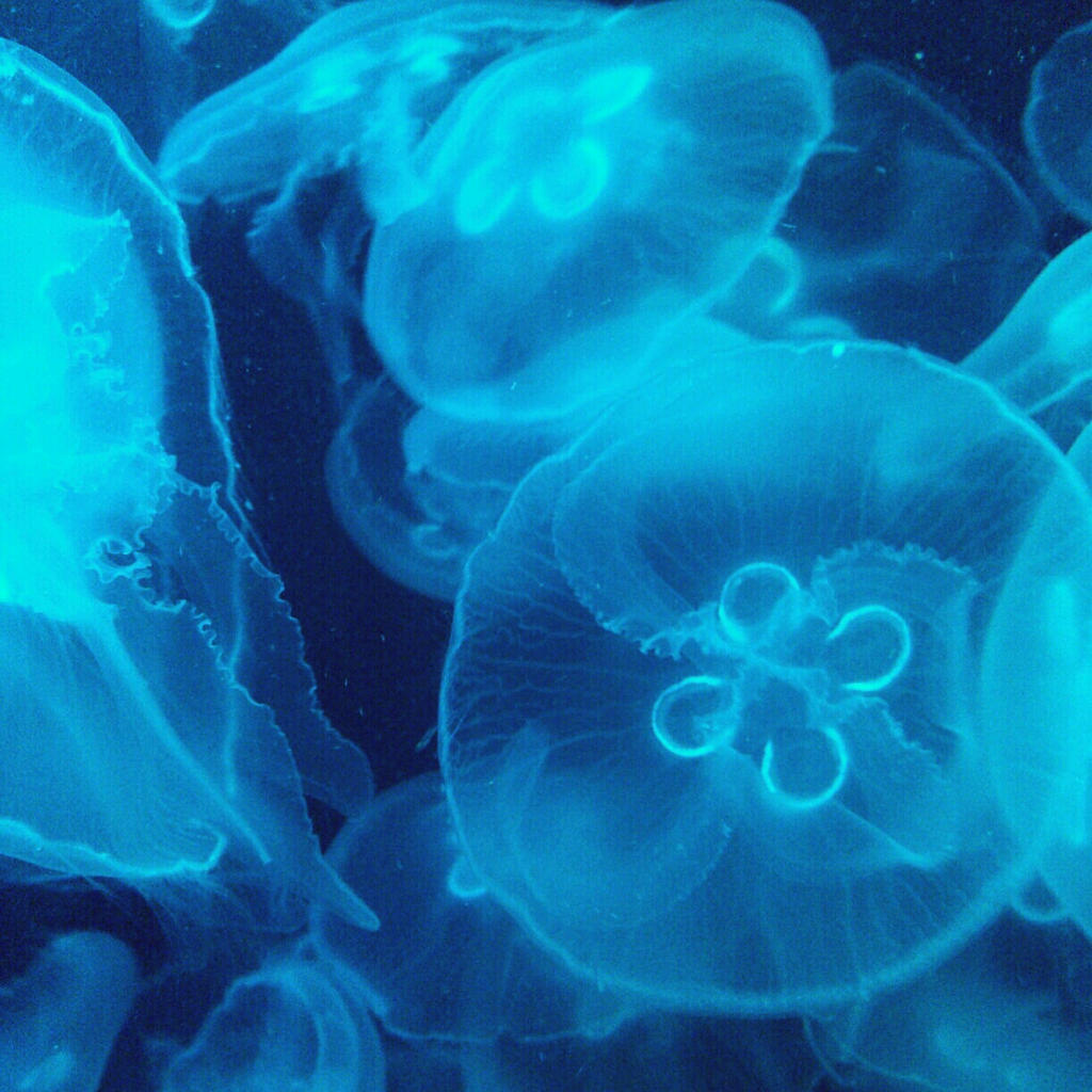 Moon Jellyfish