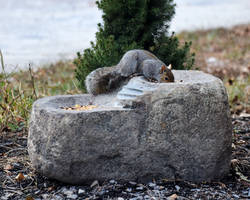 Squirrel At The Stone Bird Feeder just wook at him