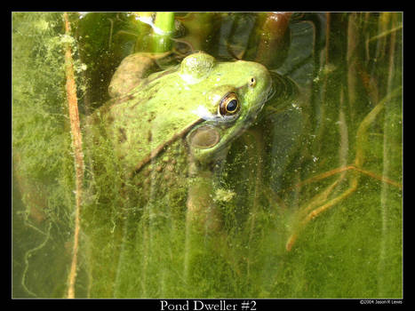 Pond Dweller 2