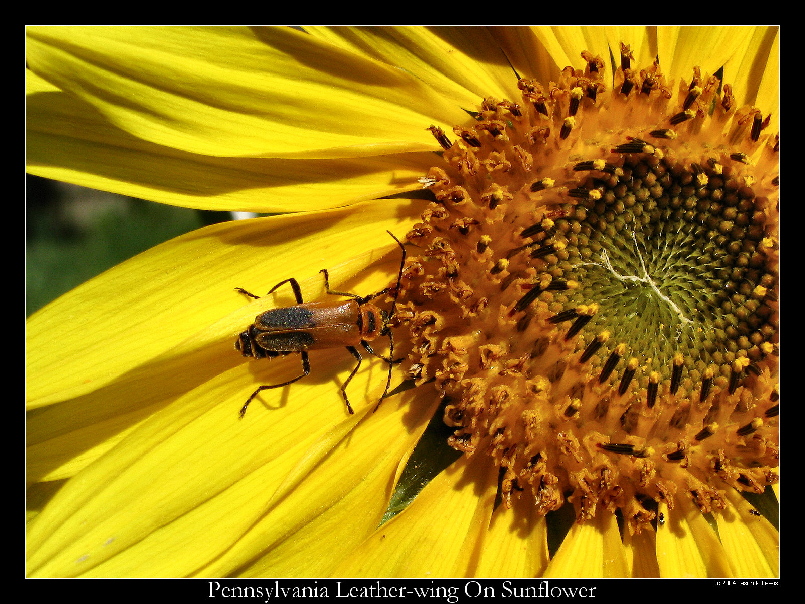 Beetle on Sunflower