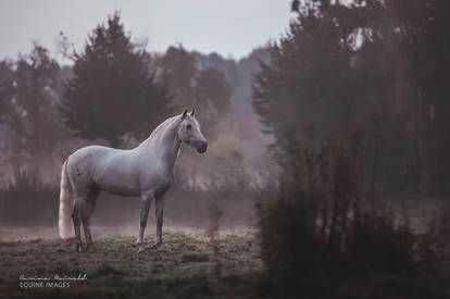 Silence after Sunrise