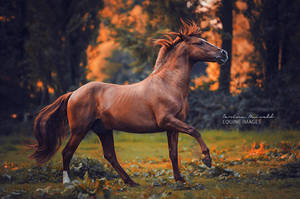 Indestructible by carinamaiwald Indestructible by carinamaiwald