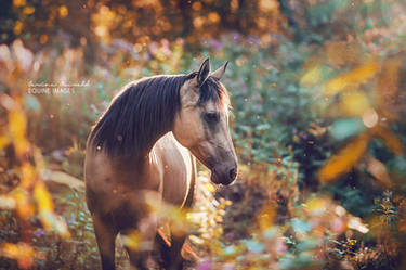 Fairytale Horse