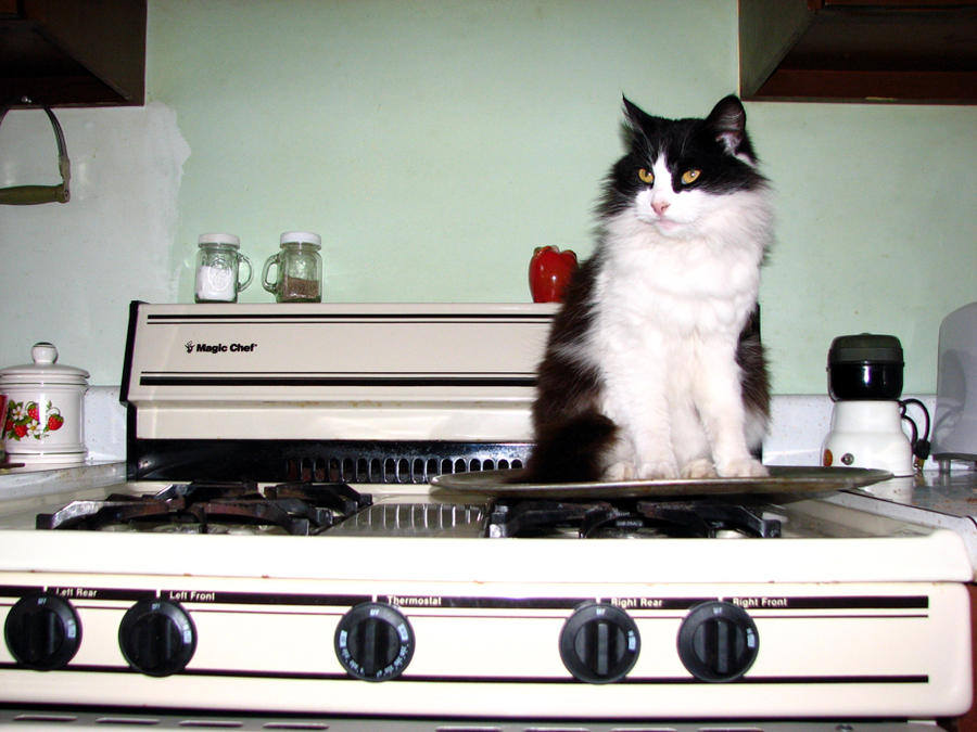 Roast Kitty by KAKruger on DeviantArt